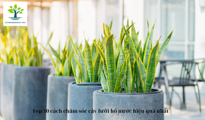 Top 10 cách chăm sóc cây lưỡi hổ nước hiệu quả nhất