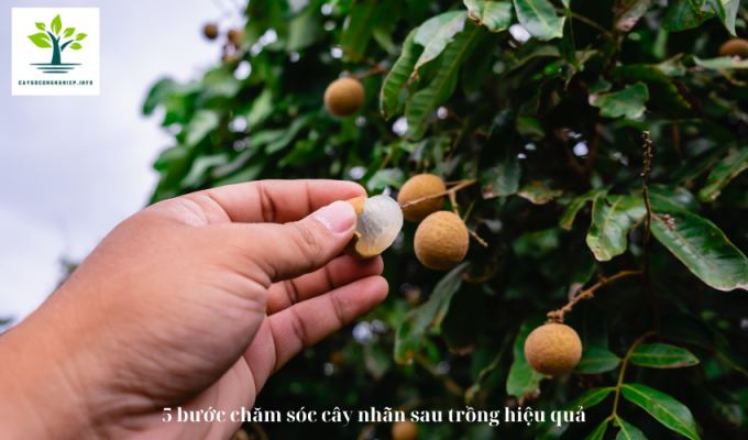 5 bước chăm sóc cây nhãn sau trồng hiệu quả