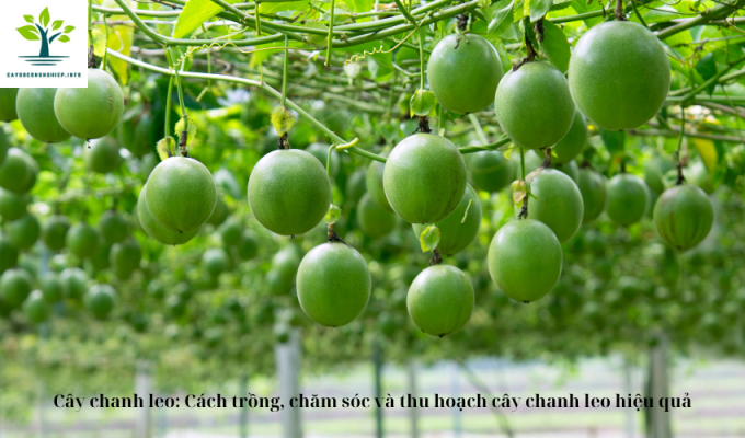 Cây chanh leo: Cách trồng, chăm sóc và thu hoạch cây chanh leo hiệu quả