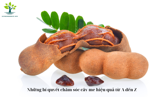 Những bí quyết chăm sóc cây me hiệu quả từ A đến Z