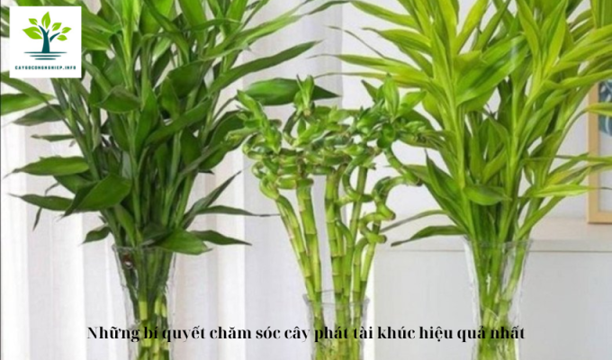 Những bí quyết chăm sóc cây phát tài khúc hiệu quả nhất