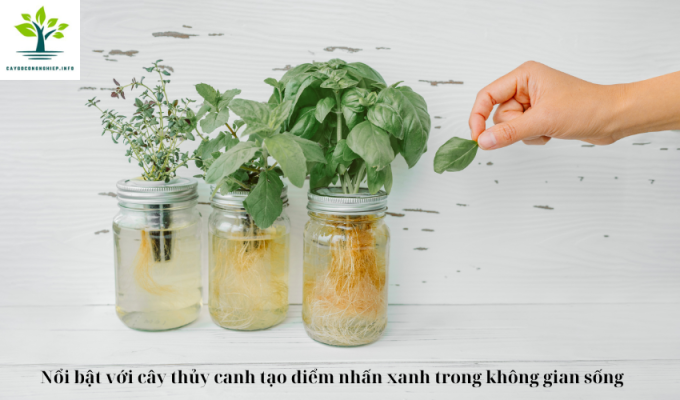 Nổi bật với cây thủy canh tạo điểm nhấn xanh trong không gian sống